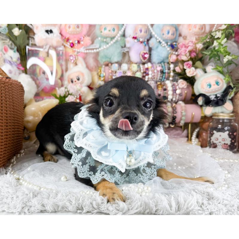 商談中の福岡県のチワワ(ロングコート)-440670の2枚目