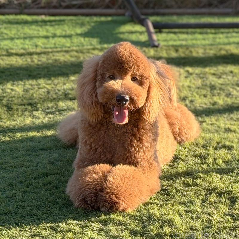 販売中の茨城県のゴールデンドゥードル:ゴールデンレトリーバー×プードル-440867の9枚目