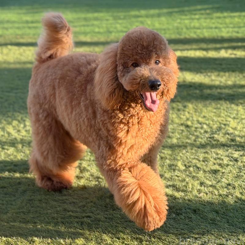 販売中の茨城県のゴールデンドゥードル:ゴールデンレトリーバー×プードル-440867の8枚目