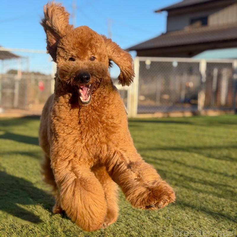販売中の茨城県のゴールデンドゥードル:ゴールデンレトリーバー×プードル-440867の7枚目