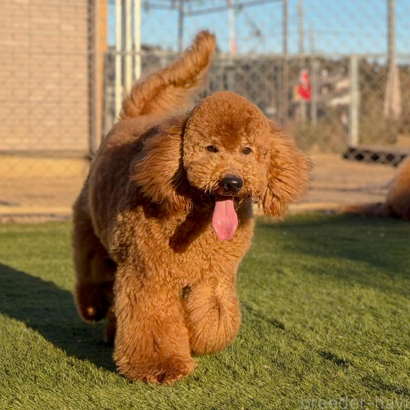 販売中の茨城県のゴールデンドゥードル:ゴールデンレトリーバー×プードル-440867の6枚目