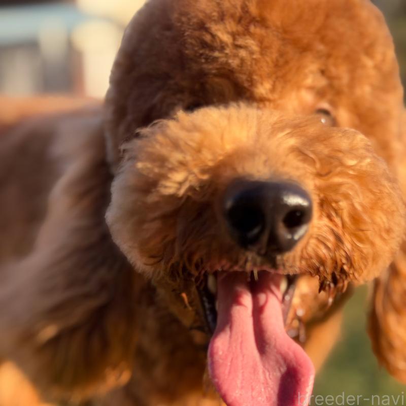 販売中の茨城県のゴールデンドゥードル:ゴールデンレトリーバー×プードル-440867の5枚目