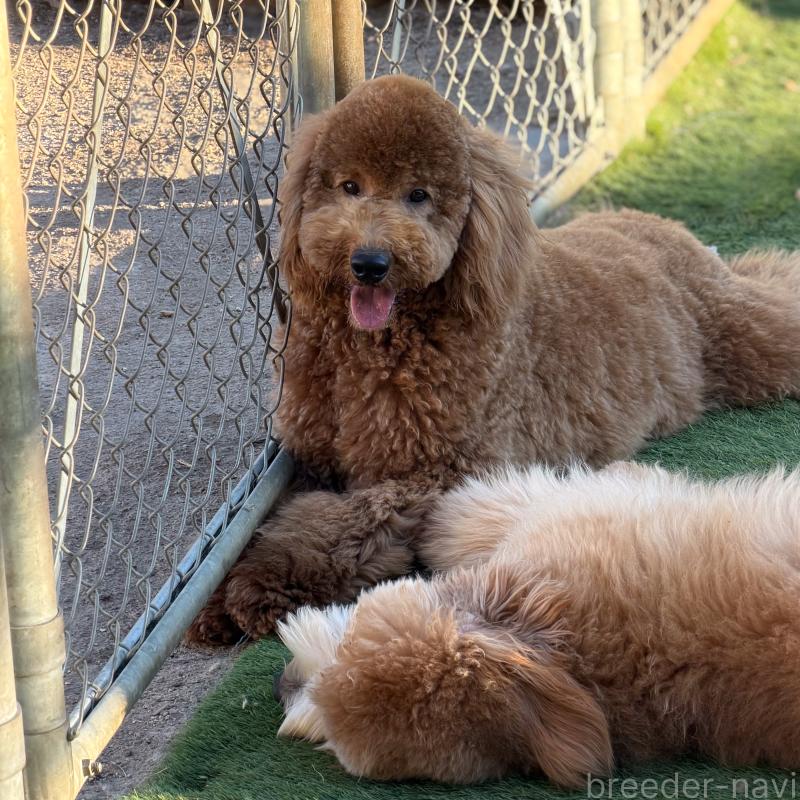 販売中の茨城県のゴールデンドゥードル:ゴールデンレトリーバー×プードル-440867の4枚目