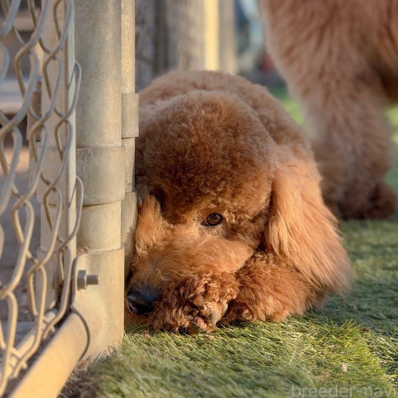 販売中の茨城県のゴールデンドゥードル:ゴールデンレトリーバー×プードル-440867の3枚目