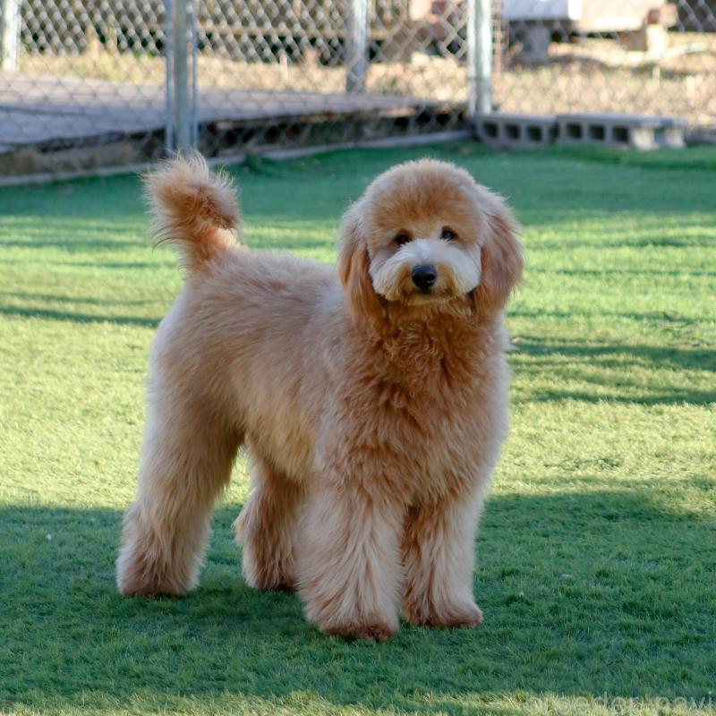 成約済の茨城県のゴールデンドゥードル:ゴールデンレトリーバー×プードル-440645の11枚目