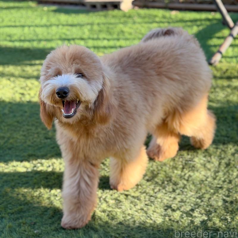 成約済の茨城県のゴールデンドゥードル:ゴールデンレトリーバー×プードル-440645の9枚目