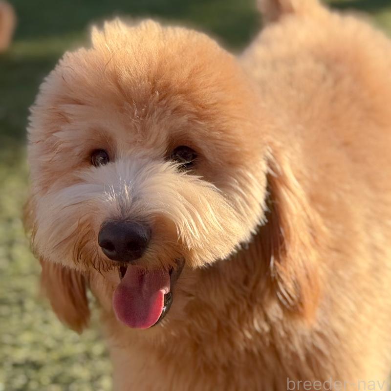 成約済の茨城県のゴールデンドゥードル:ゴールデンレトリーバー×プードル-440645の7枚目