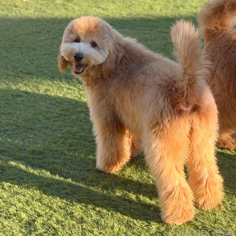 成約済の茨城県のゴールデンドゥードル:ゴールデンレトリーバー×プードル-440645の5枚目