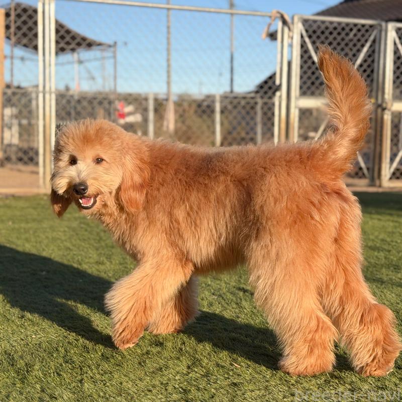 成約済の茨城県のゴールデンドゥードル:ゴールデンレトリーバー×プードル-440645の4枚目