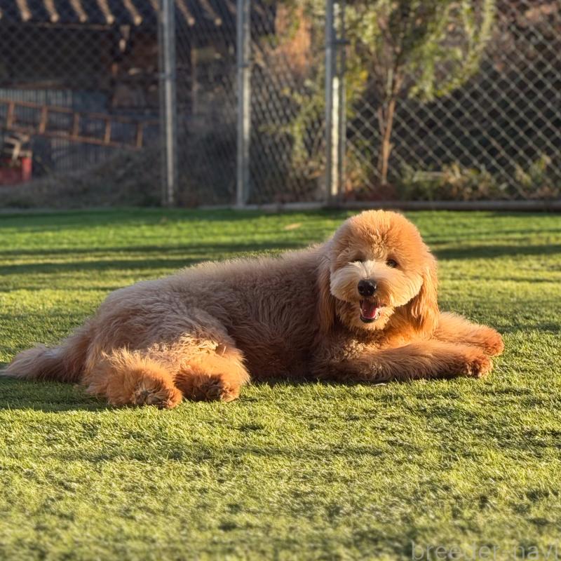 成約済の茨城県のゴールデンドゥードル:ゴールデンレトリーバー×プードル-440645の3枚目