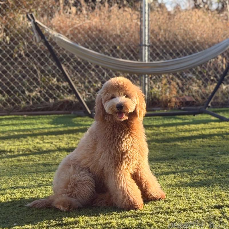 成約済の茨城県のゴールデンドゥードル:ゴールデンレトリーバー×プードル-440645の2枚目