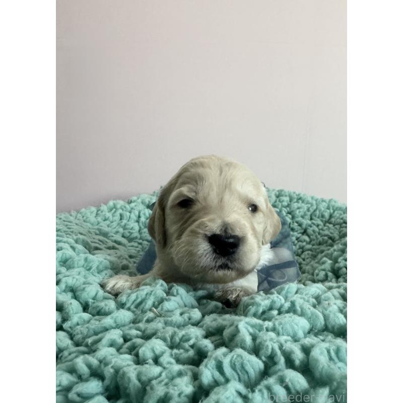 販売中の岐阜県のゴールデンドゥードル:ゴールデンレトリーバー×プードル-440868の2枚目