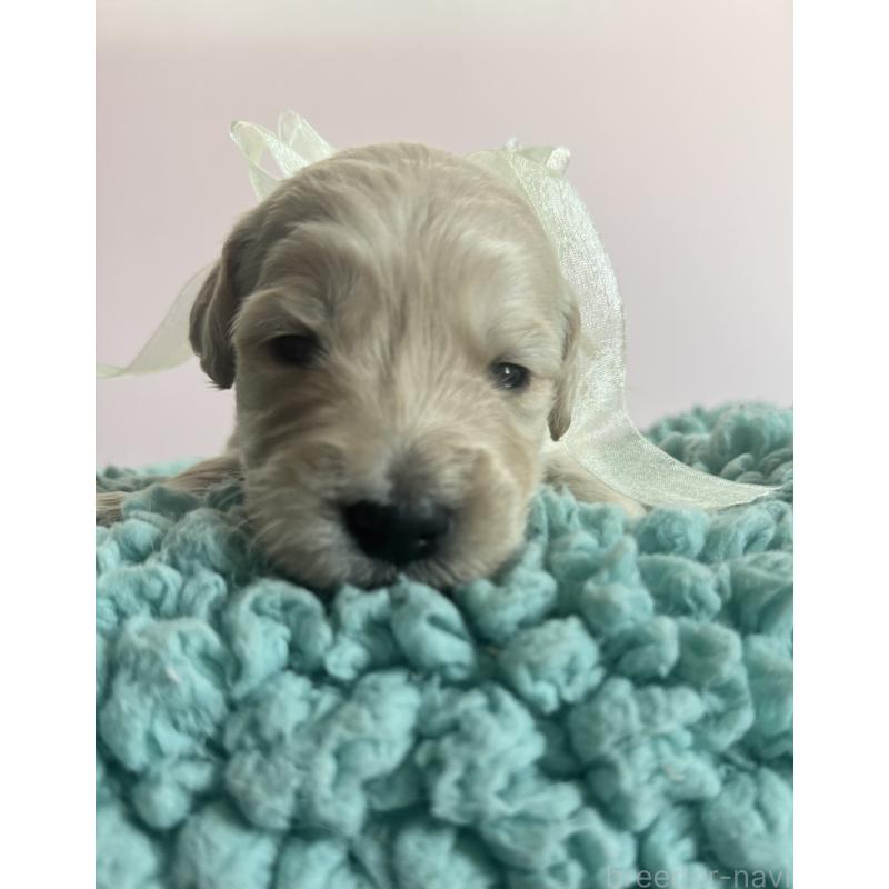 販売中の岐阜県のゴールデンドゥードル:ゴールデンレトリーバー×プードル-440869