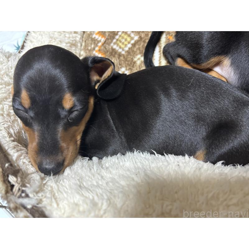 販売中の茨城県のミニチュアダックスフンド(スムースヘアード)-440537の8枚目