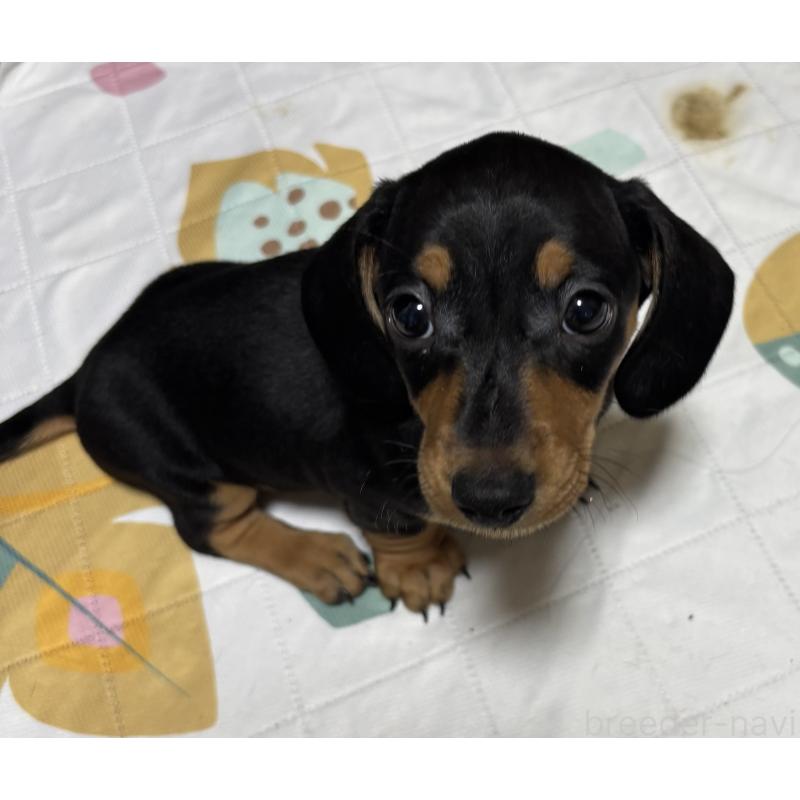 販売中の茨城県のミニチュアダックスフンド(スムースヘアード)-440540の8枚目