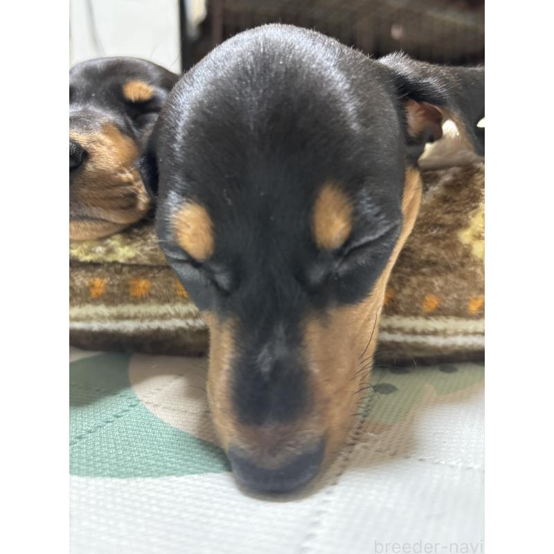 販売中の茨城県のミニチュアダックスフンド(スムースヘアード)-440540の7枚目