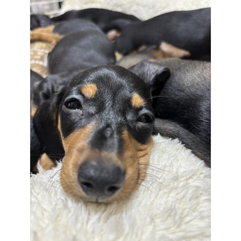 販売中の茨城県のミニチュアダックスフンド(スムースヘアード)-440540の6枚目