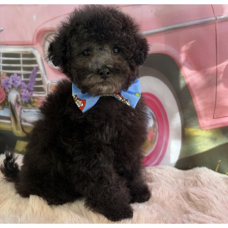 販売中の三重県のタイニープードル-436396の7枚目