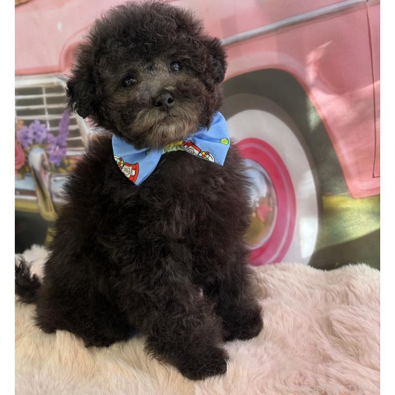 販売中の三重県のタイニープードル-436396の6枚目