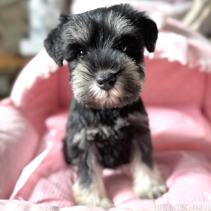 販売中の大阪府のミニチュアシュナウザー-440886の9枚目