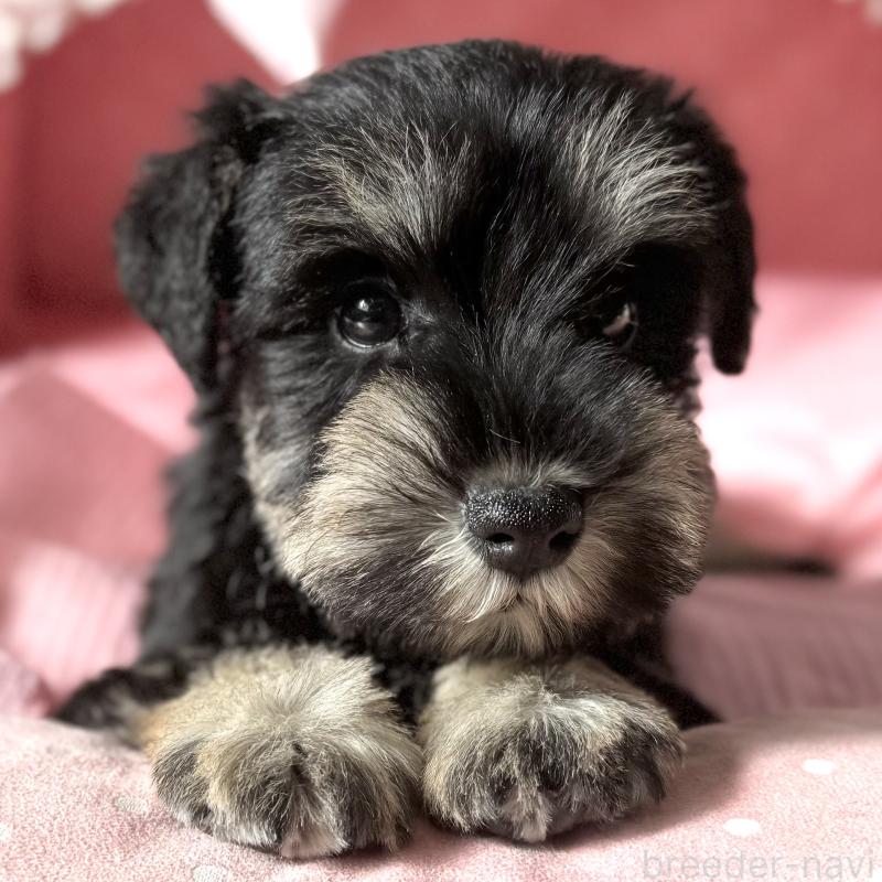 販売中の大阪府のミニチュアシュナウザー-440886の8枚目