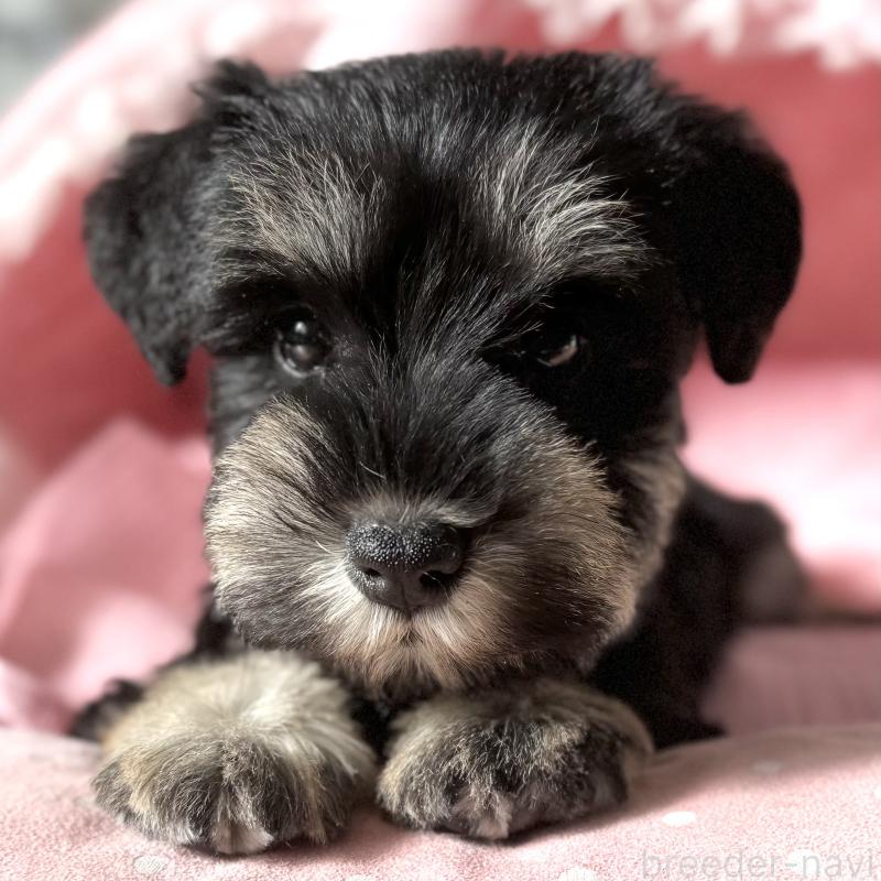 販売中の大阪府のミニチュアシュナウザー-440886の7枚目