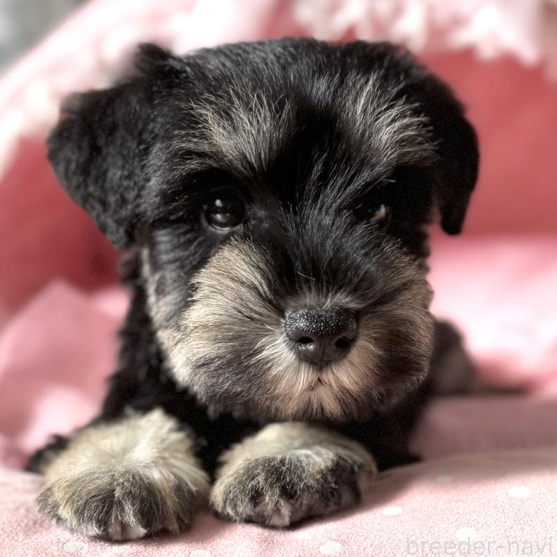 販売中の大阪府のミニチュアシュナウザー-440886の6枚目