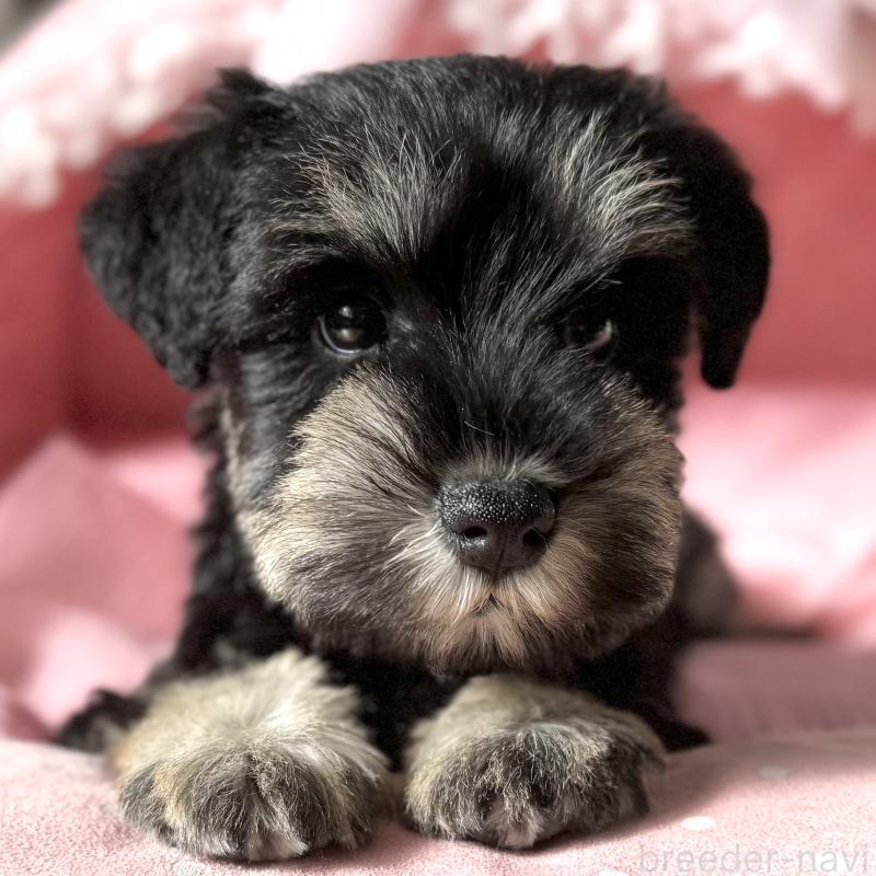 販売中の大阪府のミニチュアシュナウザー-440886の5枚目