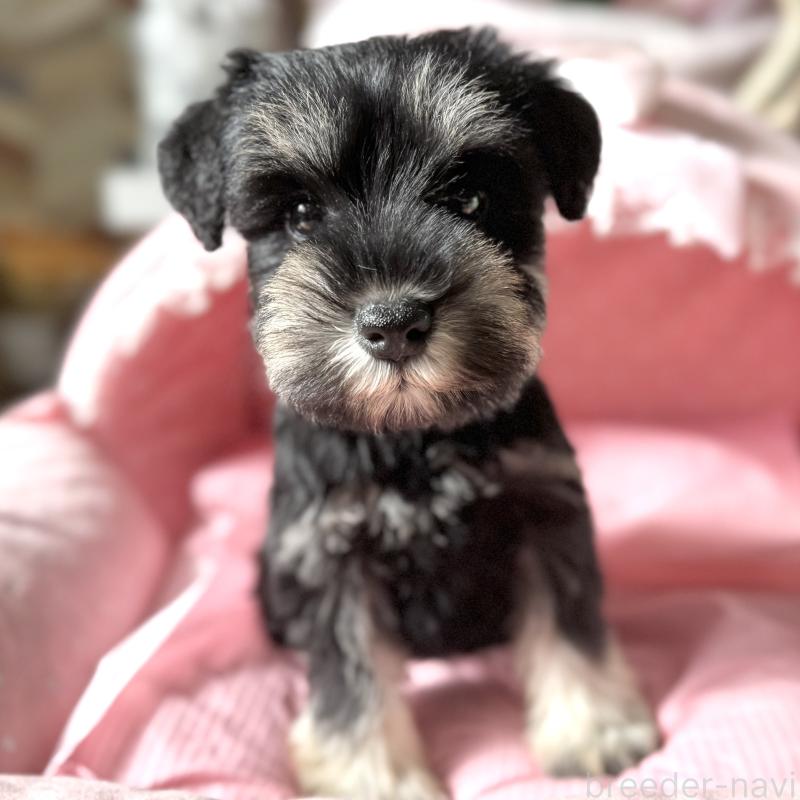 販売中の大阪府のミニチュアシュナウザー-440886の4枚目