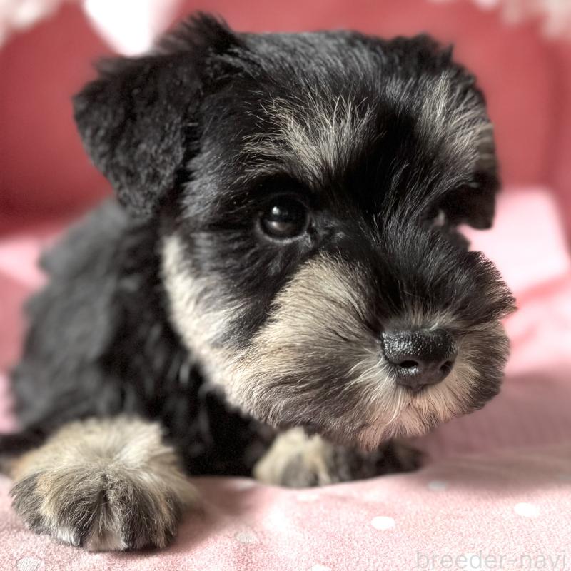 販売中の大阪府のミニチュアシュナウザー-440886の3枚目