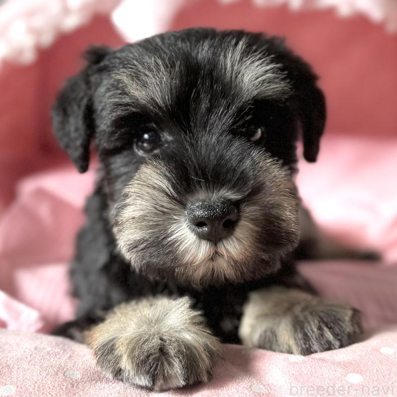 販売中の大阪府のミニチュアシュナウザー-440886の2枚目