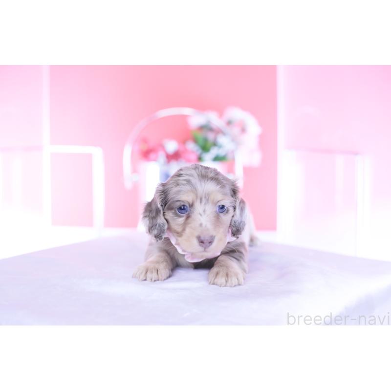 販売中の愛知県のカニンヘンダックスフンド(ロングヘアード)-440887の12枚目