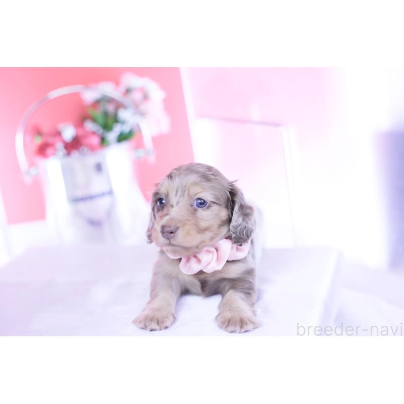 販売中の愛知県のカニンヘンダックスフンド(ロングヘアード)-440887の10枚目