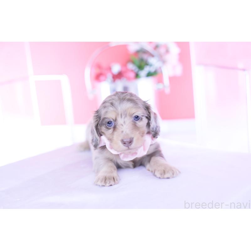 販売中の愛知県のカニンヘンダックスフンド(ロングヘアード)-440887の9枚目