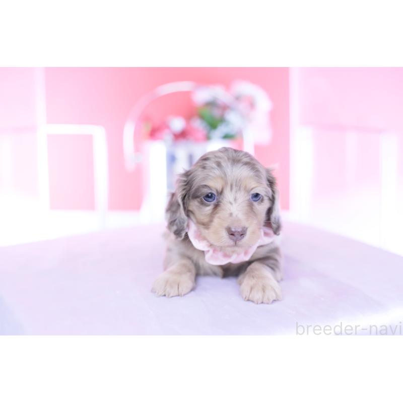 販売中の愛知県のカニンヘンダックスフンド(ロングヘアード)-440887の5枚目