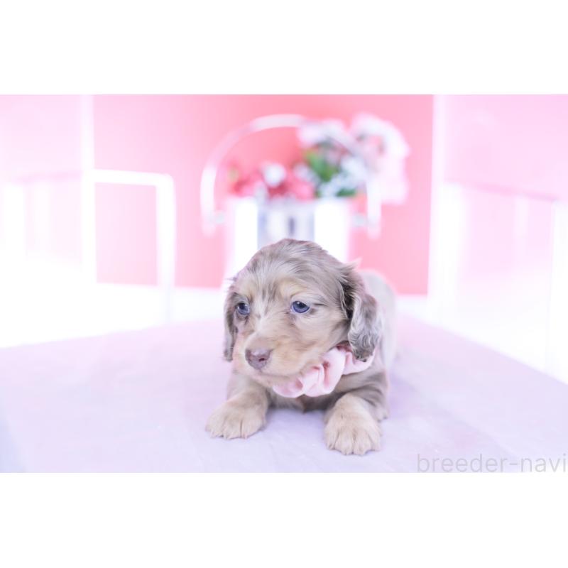 販売中の愛知県のカニンヘンダックスフンド(ロングヘアード)-440887の4枚目