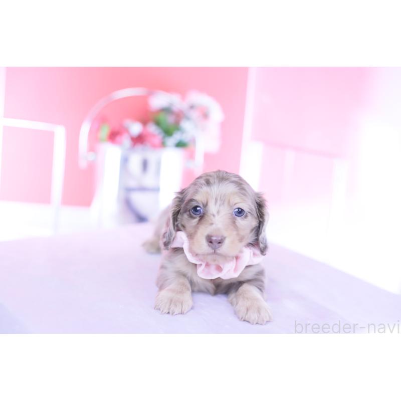 販売中の愛知県のカニンヘンダックスフンド(ロングヘアード)-440887の3枚目