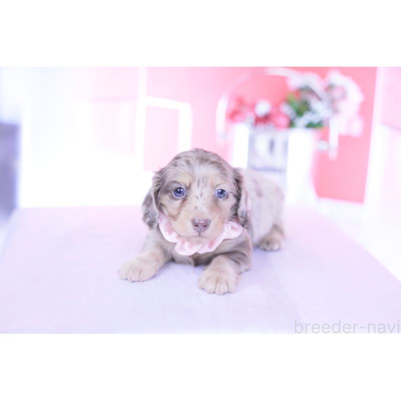 販売中の愛知県のカニンヘンダックスフンド(ロングヘアード)-440887の2枚目