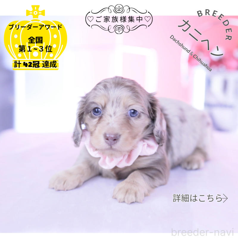 販売中の愛知県のカニンヘンダックスフンド(ロングヘアード)-440887の1枚目