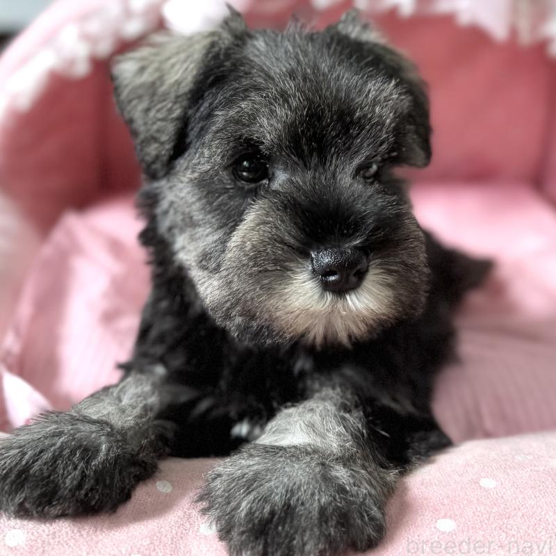 販売中の大阪府のミニチュアシュナウザー-440888の8枚目