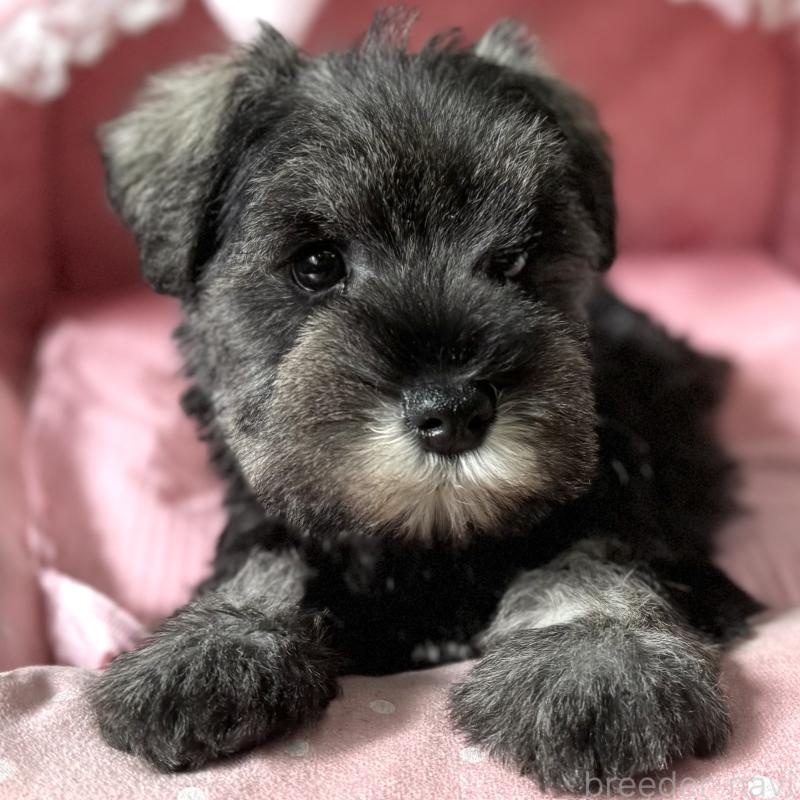 販売中の大阪府のミニチュアシュナウザー-440888の7枚目