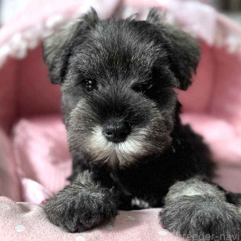 販売中の大阪府のミニチュアシュナウザー-440888の6枚目