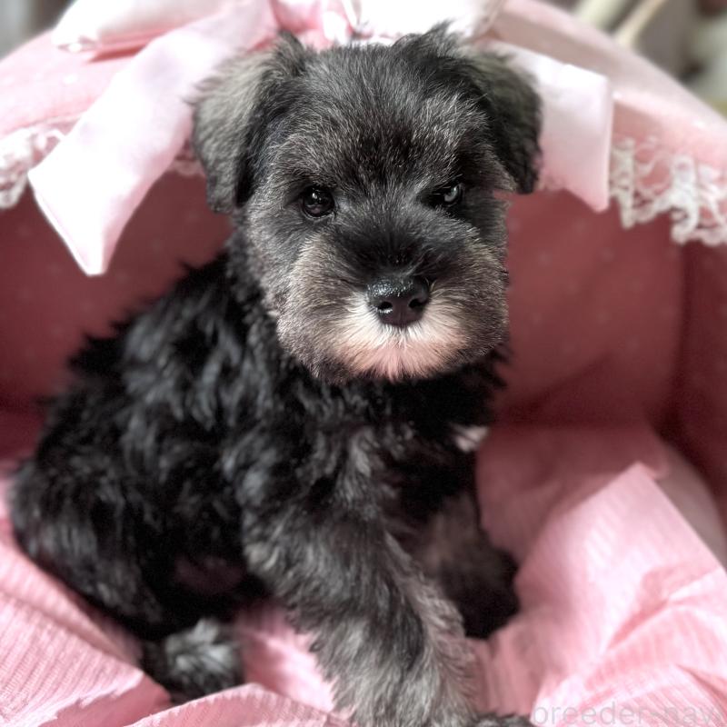 販売中の大阪府のミニチュアシュナウザー-440888の5枚目