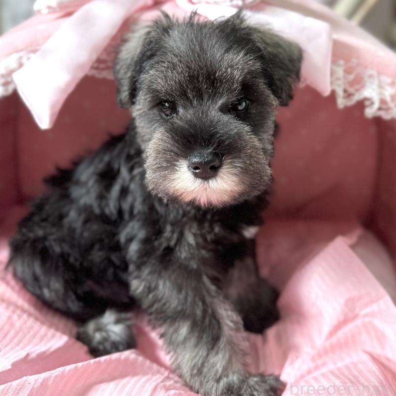 販売中の大阪府のミニチュアシュナウザー-440888の4枚目