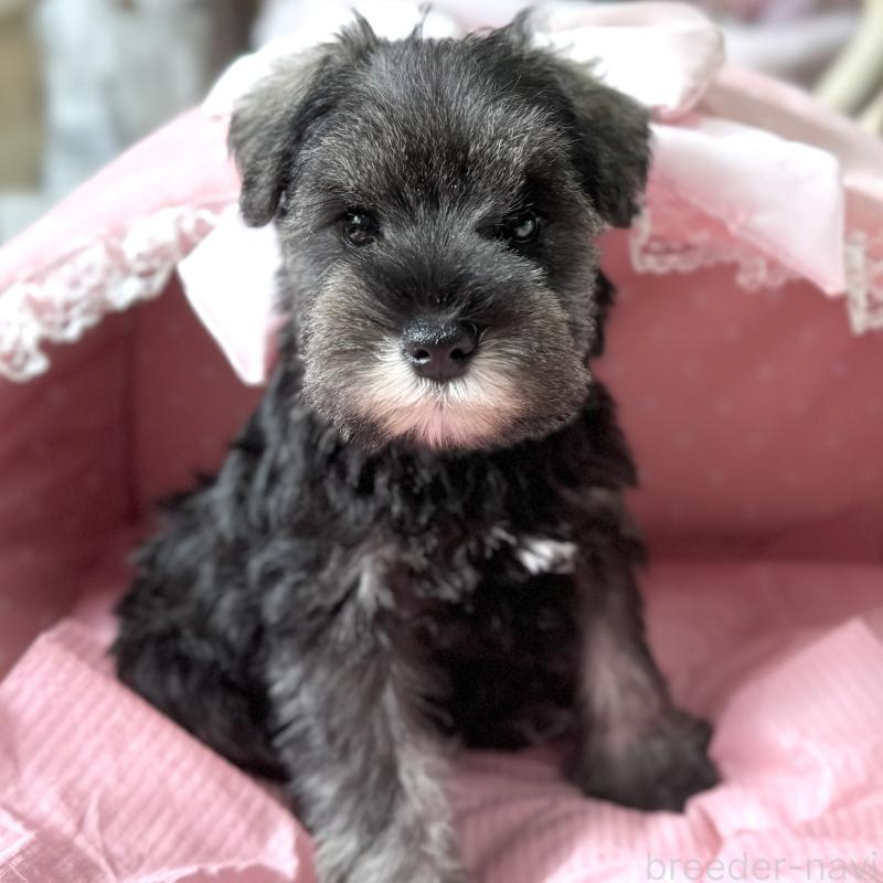 販売中の大阪府のミニチュアシュナウザー-440888の3枚目