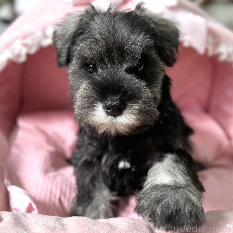 販売中の大阪府のミニチュアシュナウザー-440888