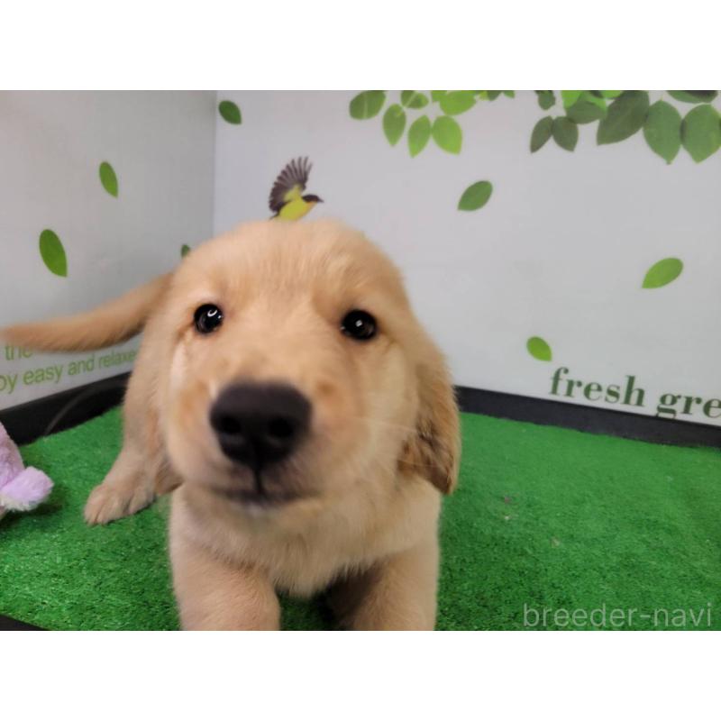 販売中の三重県のゴールデンレトリーバー-436296の4枚目