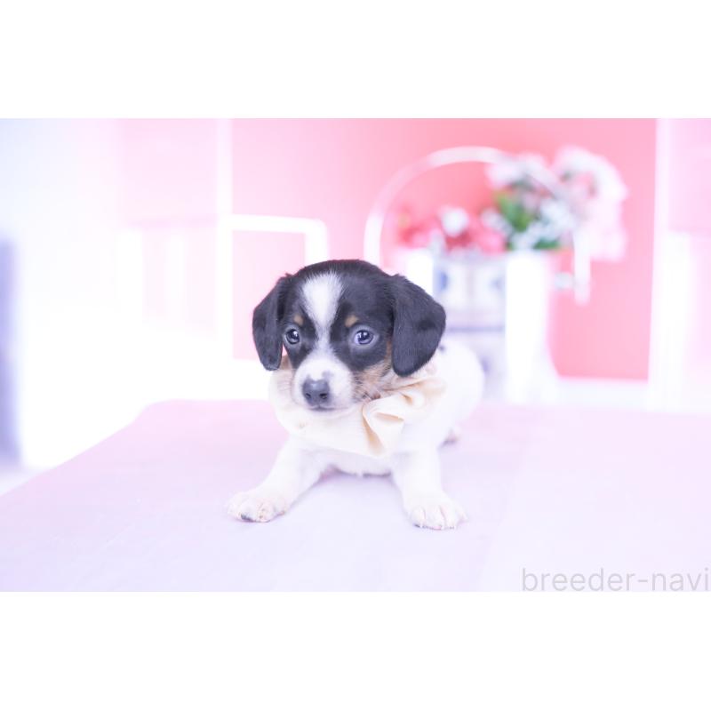 販売中の愛知県のミニチュアダックスフンド(スムースヘアード)-440891の9枚目