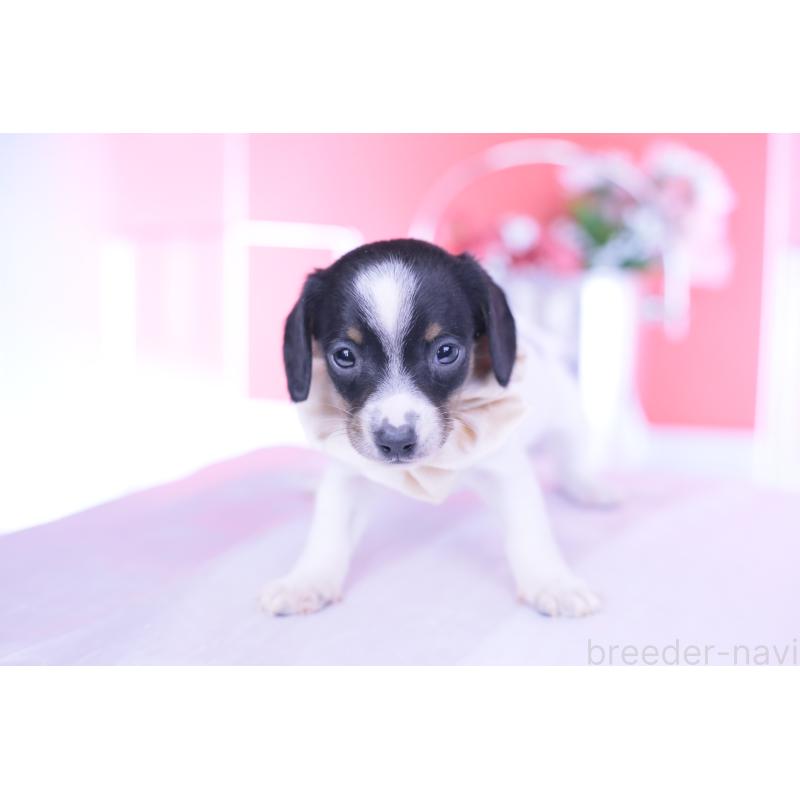 販売中の愛知県のミニチュアダックスフンド(スムースヘアード)-440891の8枚目