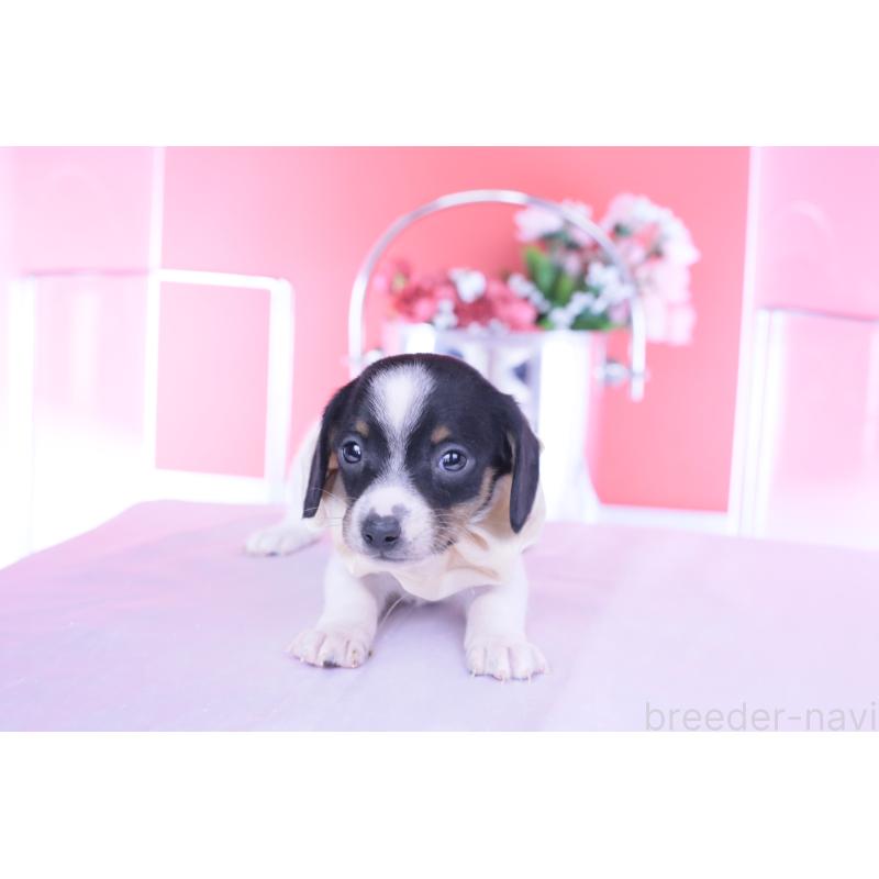 販売中の愛知県のミニチュアダックスフンド(スムースヘアード)-440891の2枚目